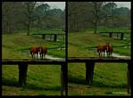 (12) horse montage.jpg    (1000x740)    366 KB                              click to see enlarged picture